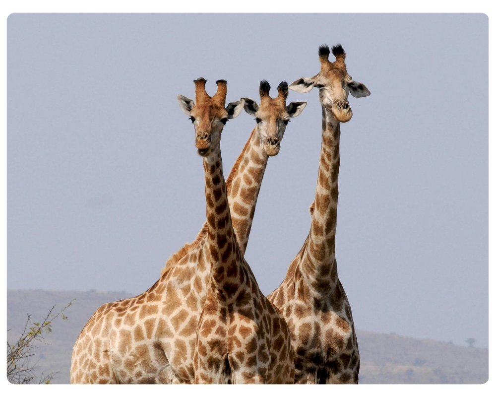 South Africa safari and Table Mountain